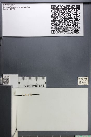 Media type: image;   Entomology 547472